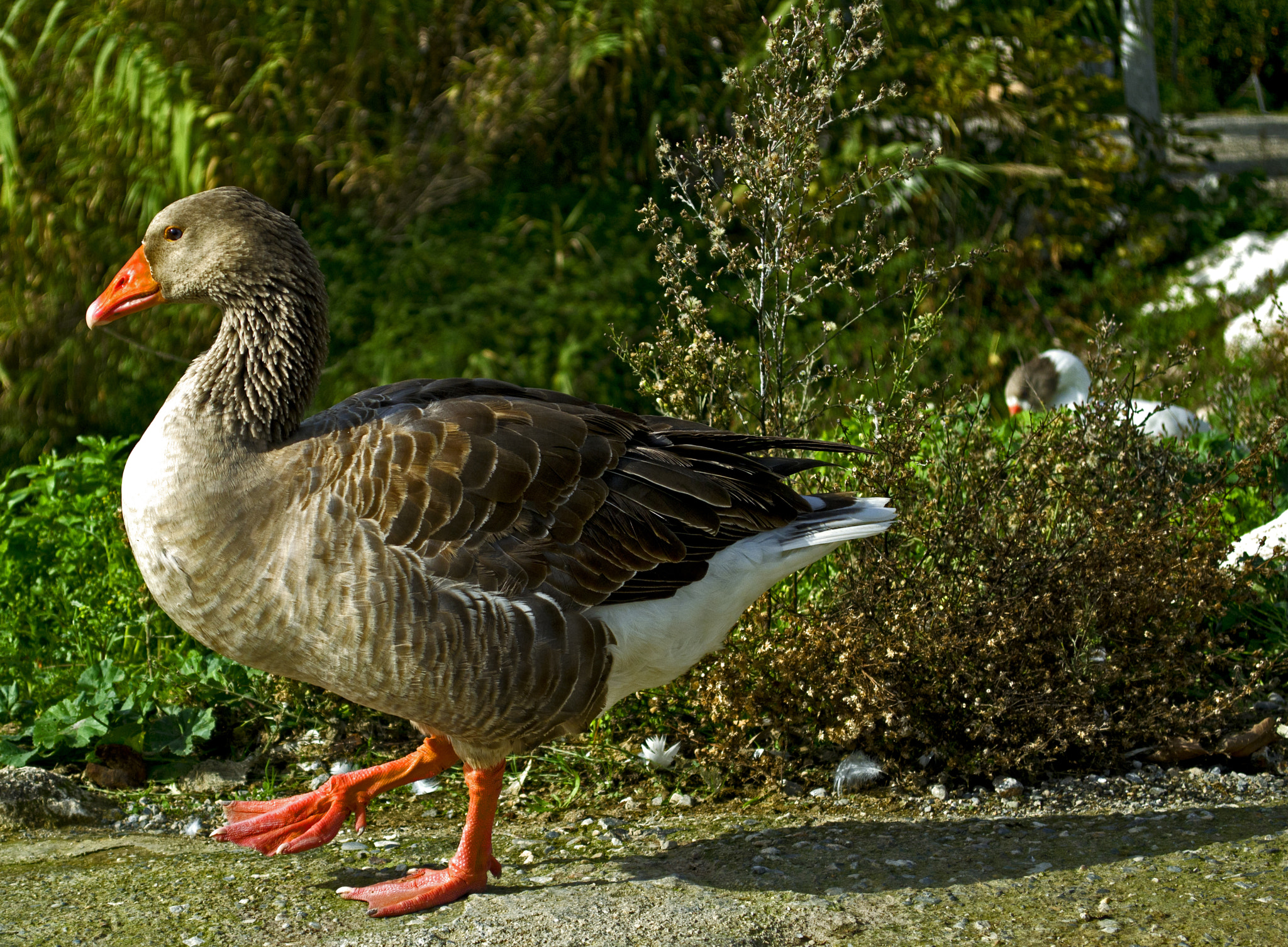 Nikon D3100 + Nikon AF-S Nikkor 300mm F4D ED-IF sample photo. Keep walking... photography
