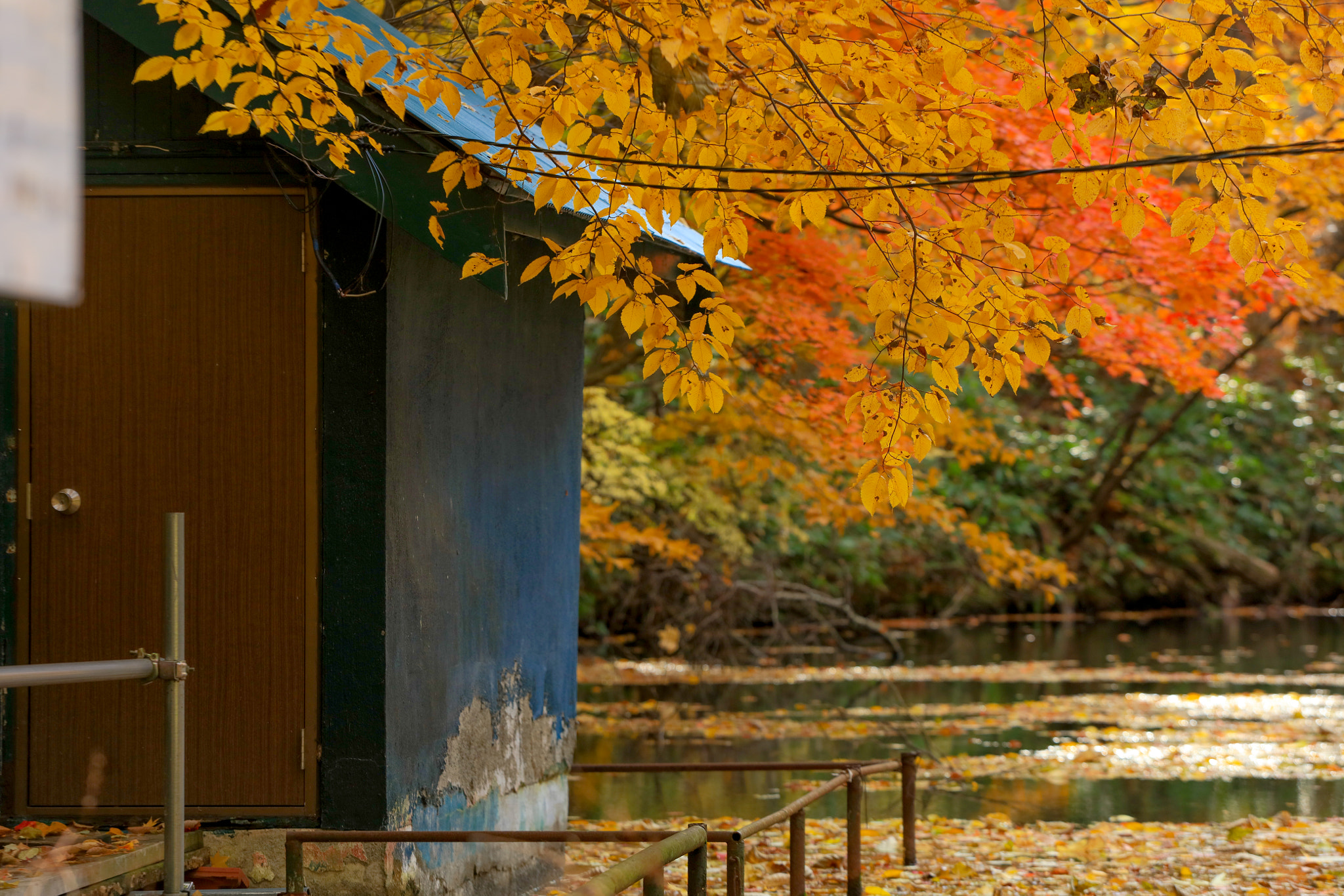 Canon EOS 5DS R + Canon EF 70-200mm F4L USM sample photo. Beautiful autumn at torinuma park, hokkaido photography
