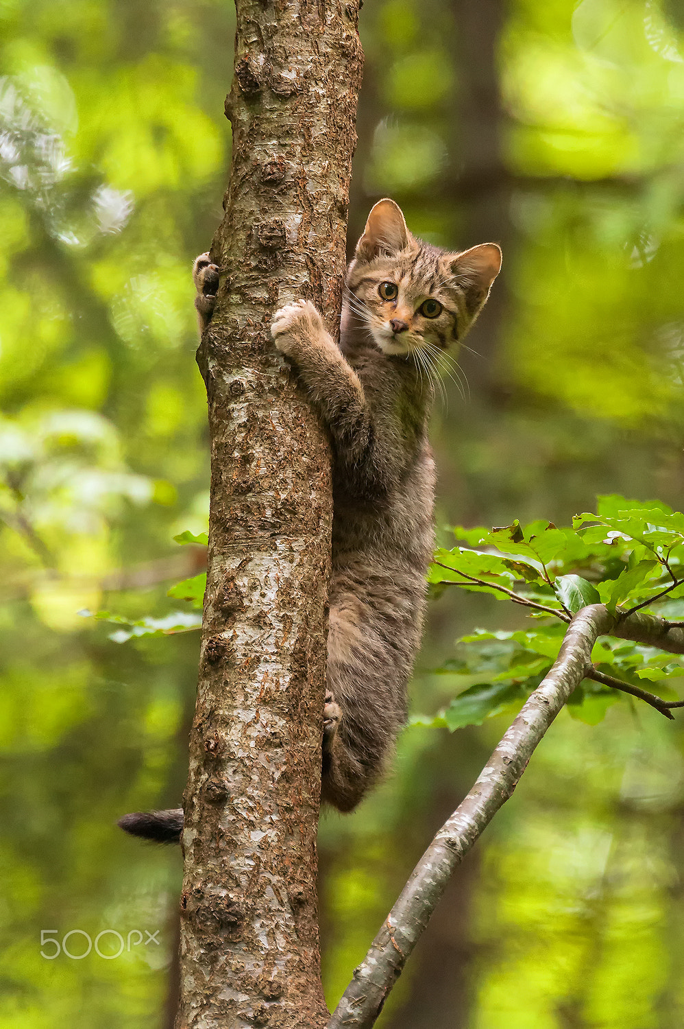 Sigma 120-300mm F2.8 EX DG HSM sample photo. European wildcat (felis silvestris silvestris) photography