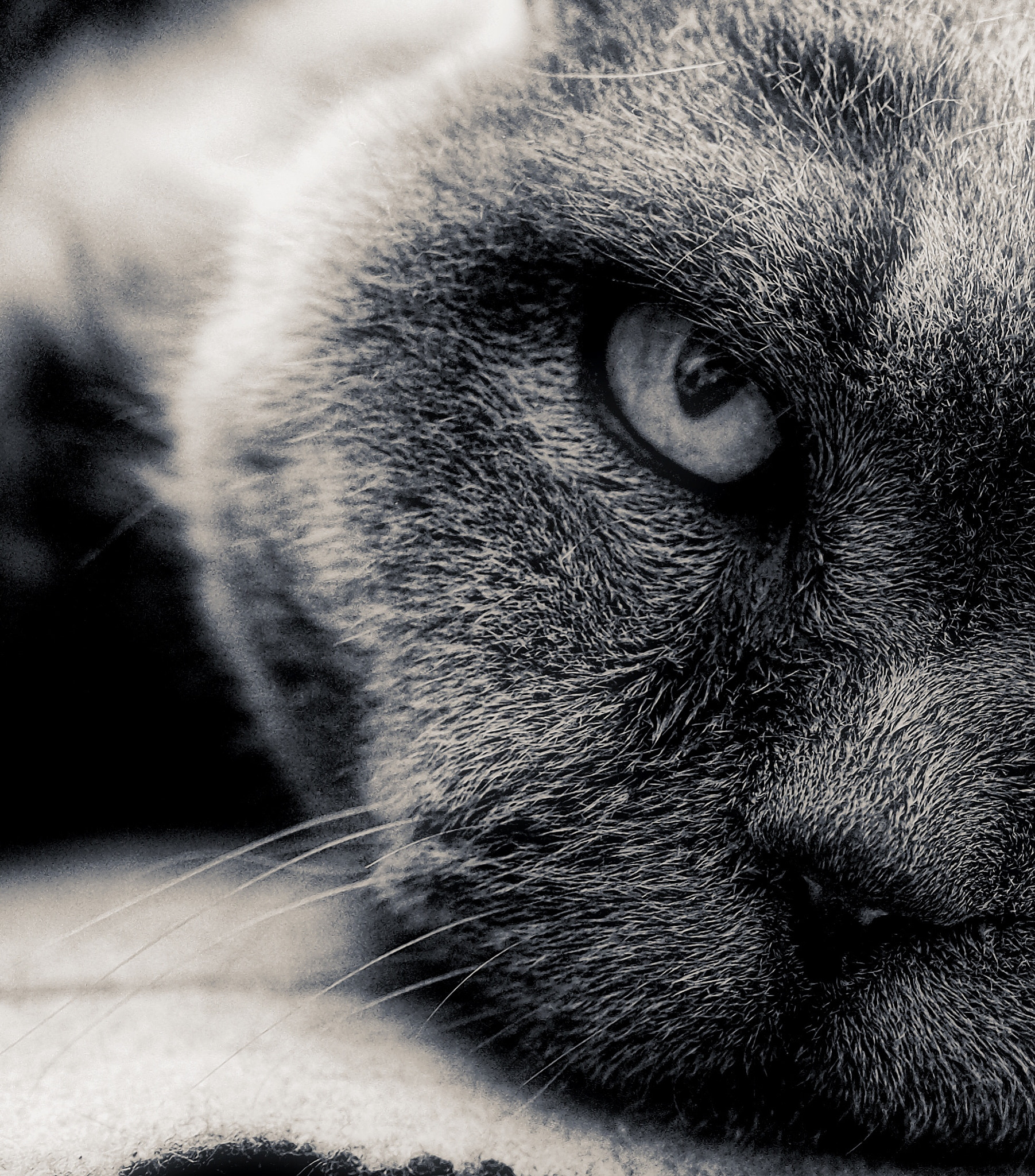 Olympus PEN-F sample photo. Grey cat photography