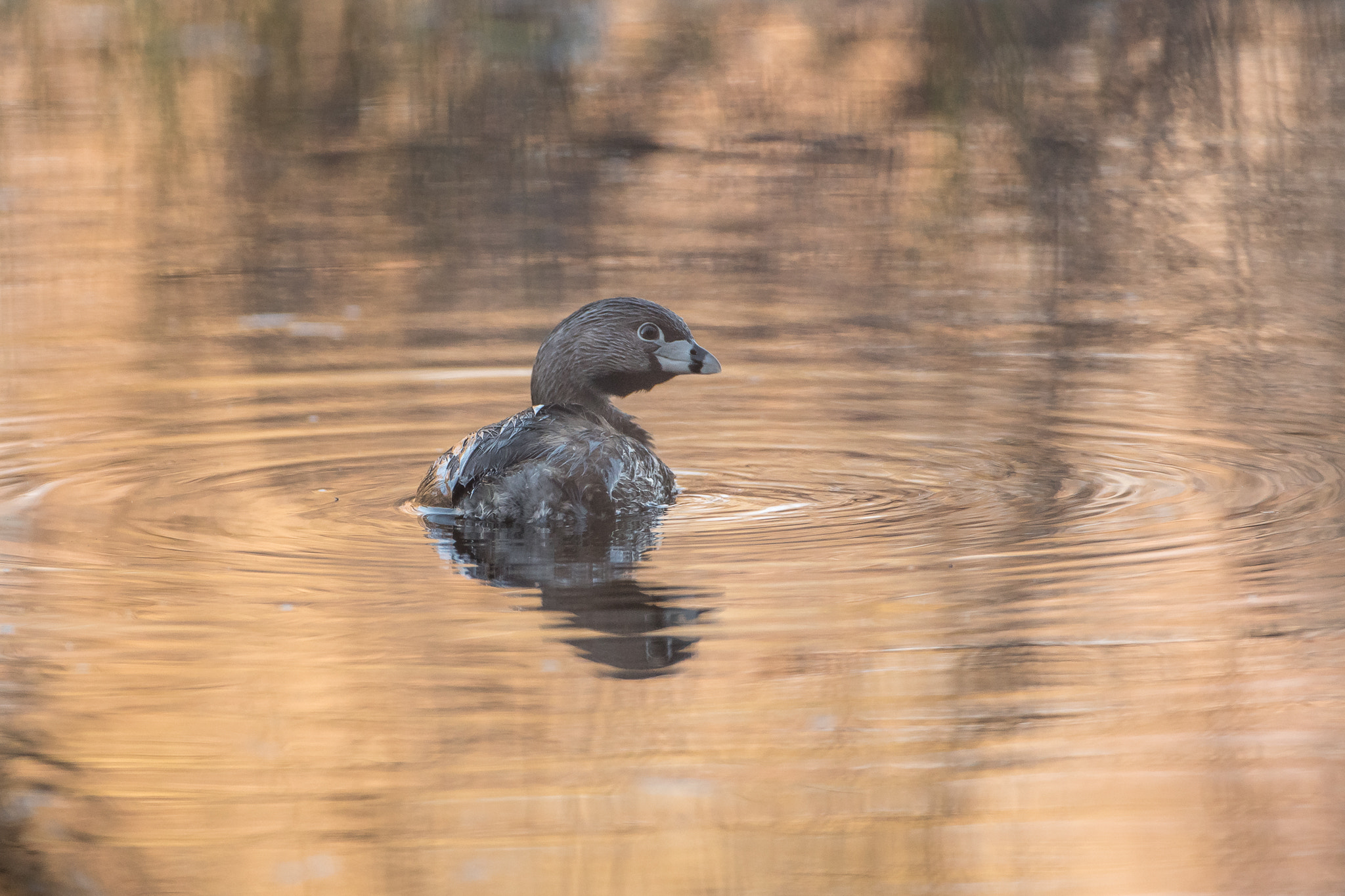 Nikon D500 sample photo. Grebe billed photography