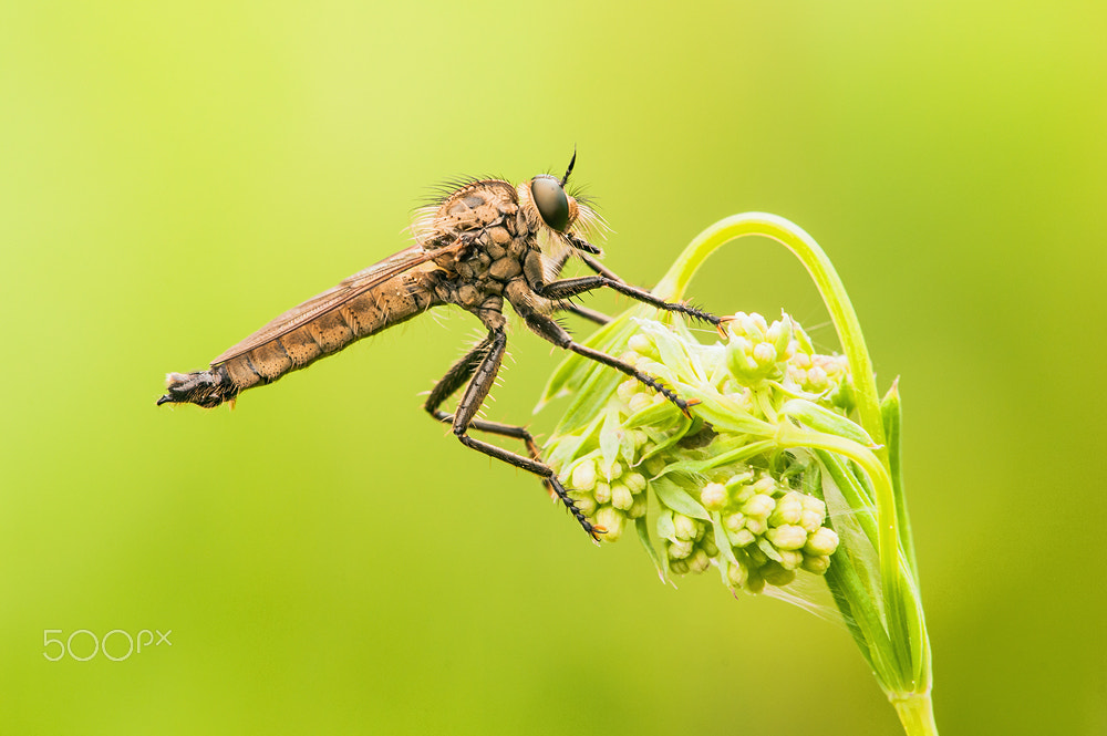 Nikon D300 + Sigma 150mm F2.8 EX DG Macro HSM sample photo. Robber fly photography