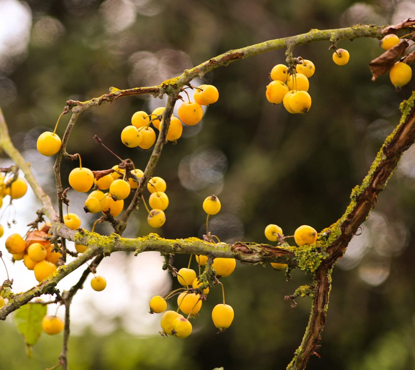 Canon EOS 6D + Canon EF 300mm F4L IS USM sample photo. Crab apples photography