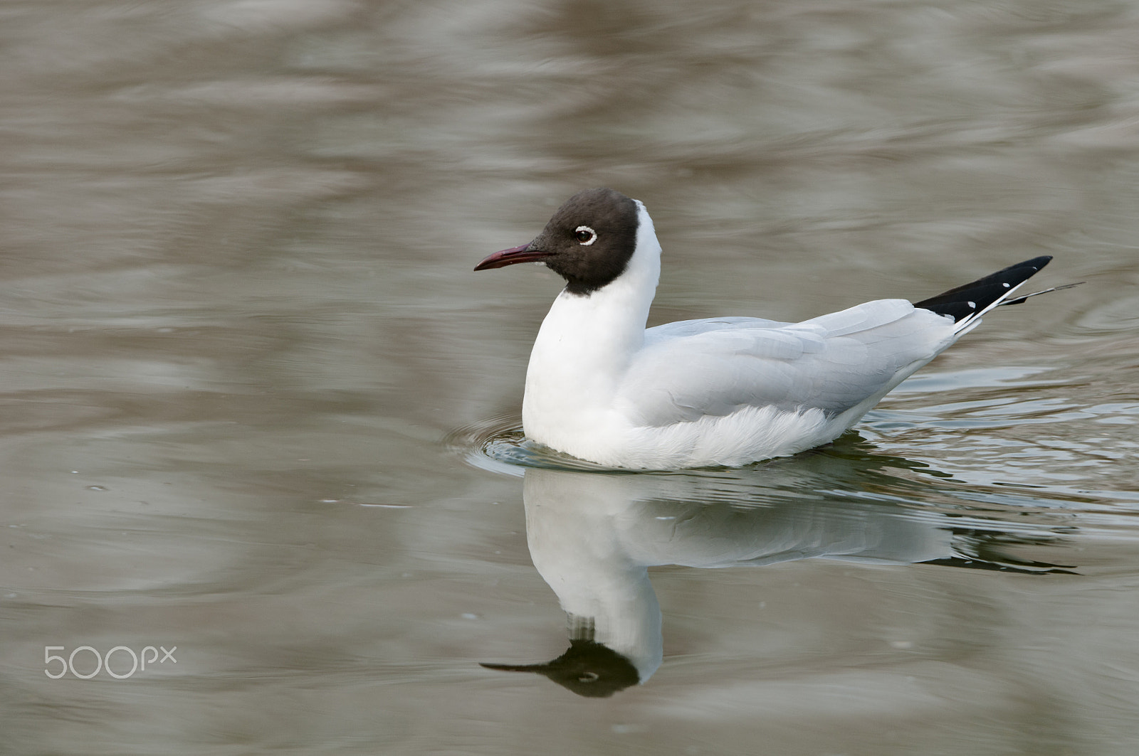 Nikon D300S + Nikon AF-S Nikkor 200-400mm F4G ED-IF VR sample photo. Chroicocephalus ridibundus photography