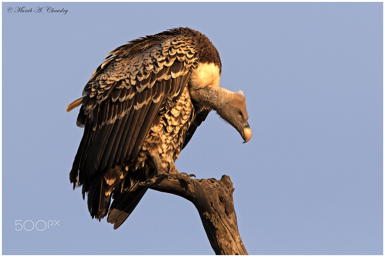 Canon EOS 7D Mark II + Canon EF 300mm F2.8L IS USM sample photo. The golden vulture! photography