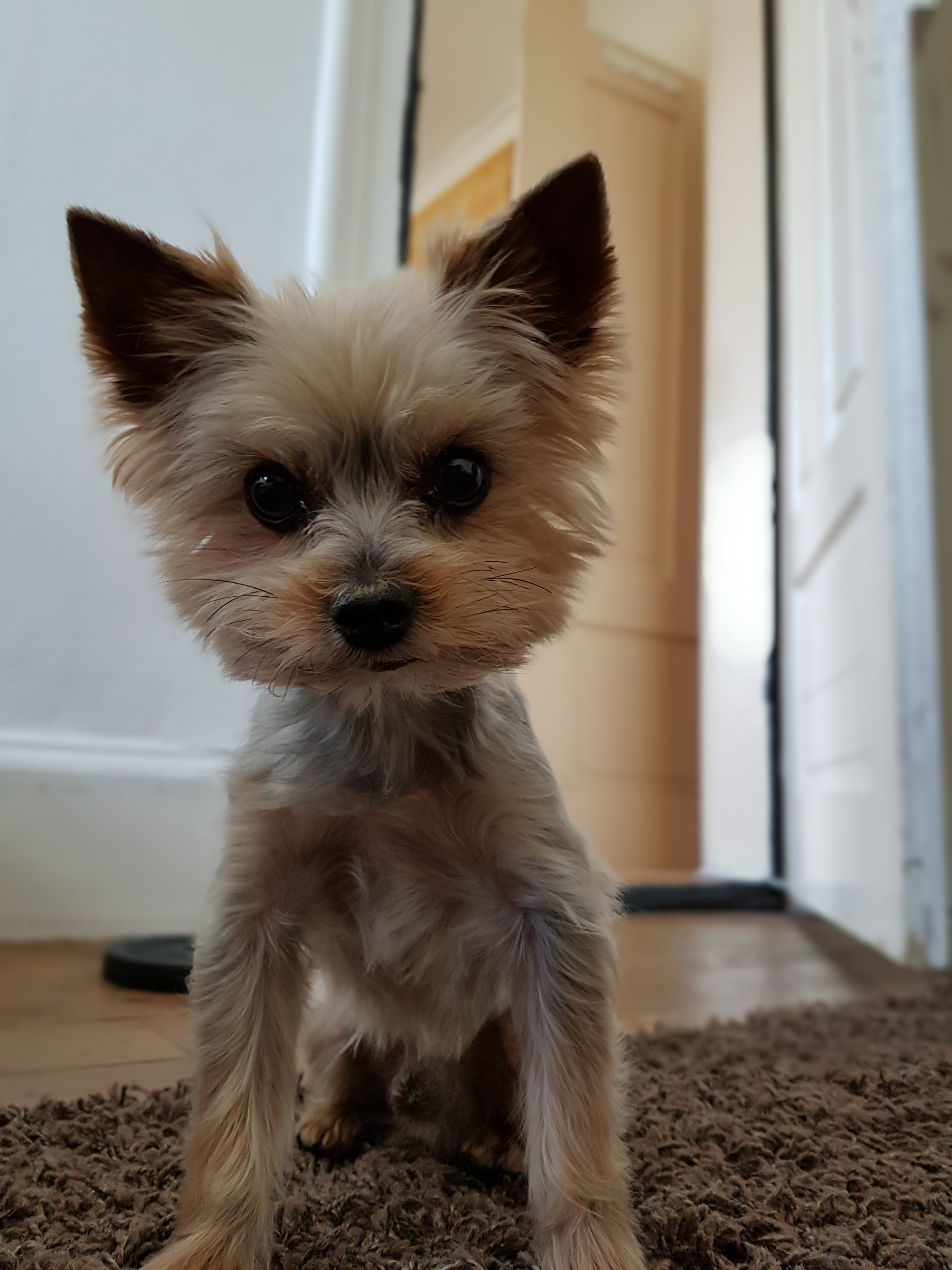yorkshire puppies