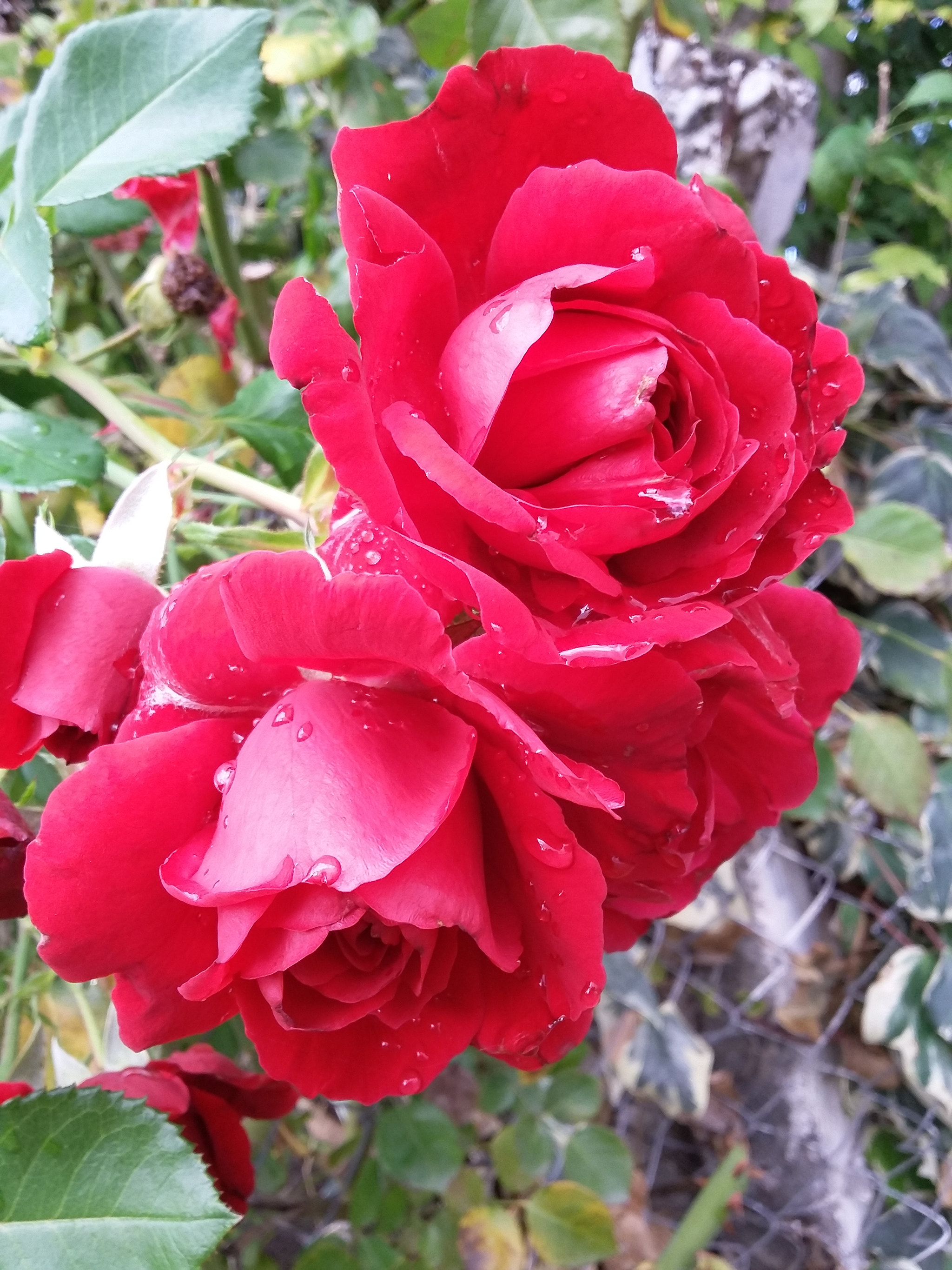 Samsung Galaxy E5 sample photo