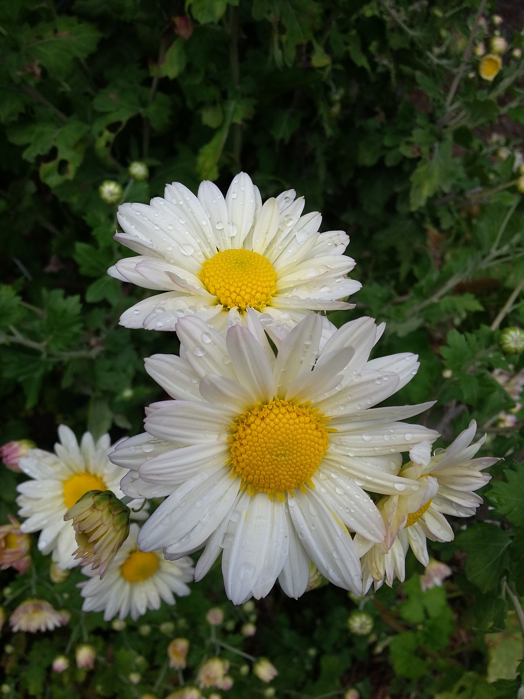 Samsung Galaxy E5 sample photo. Smiles  photography