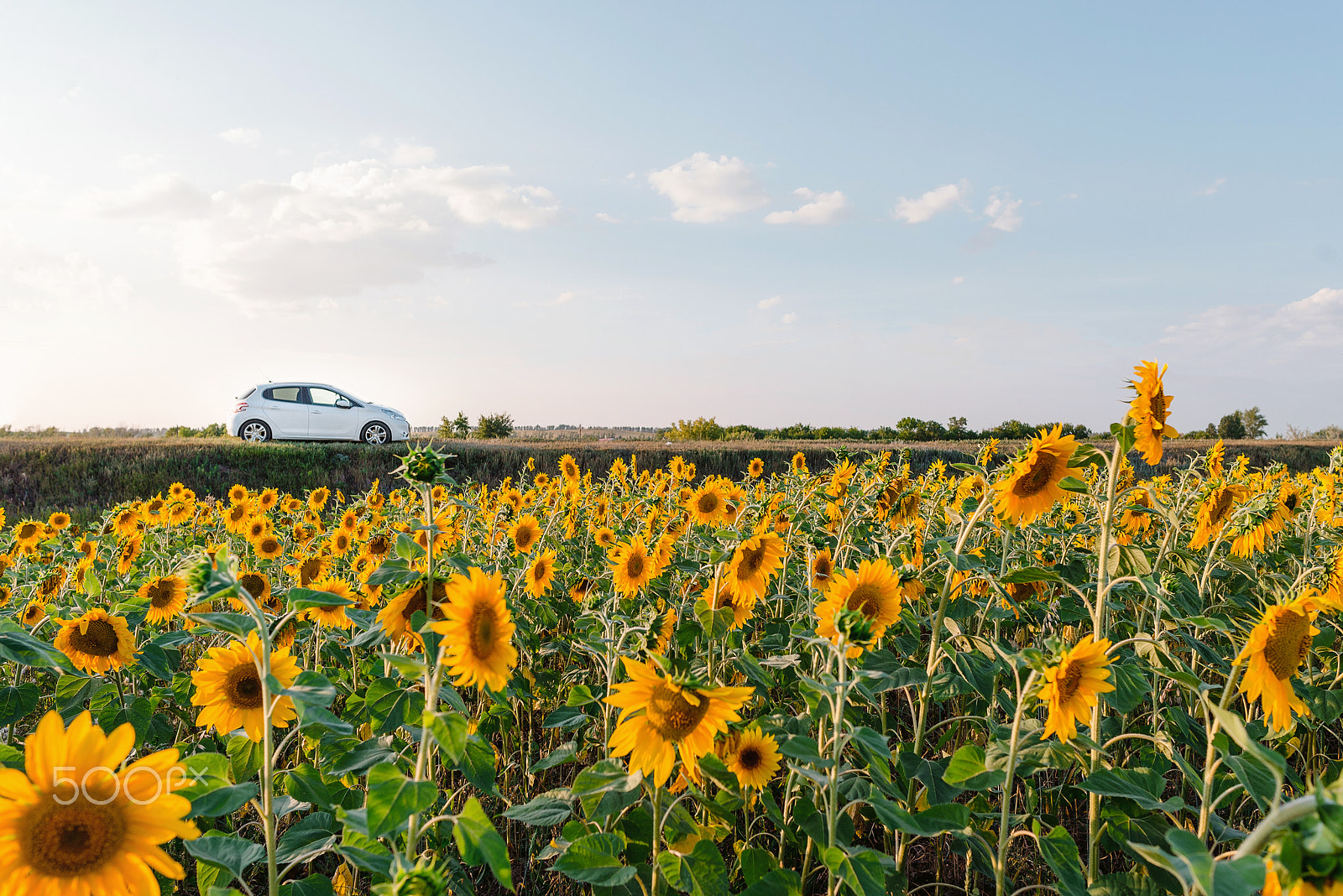 Nikon D600 + Nikon AF-S Nikkor 28mm F1.8G sample photo. Sunflowers and auto photography
