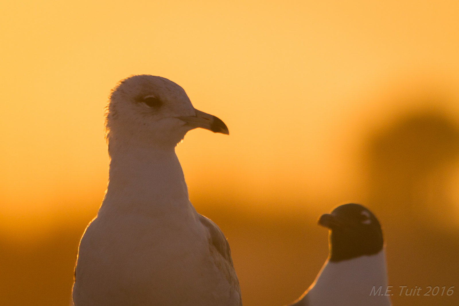 Sigma 150-500mm F5-6.3 DG OS HSM sample photo. One happy couple @ sunset... photography