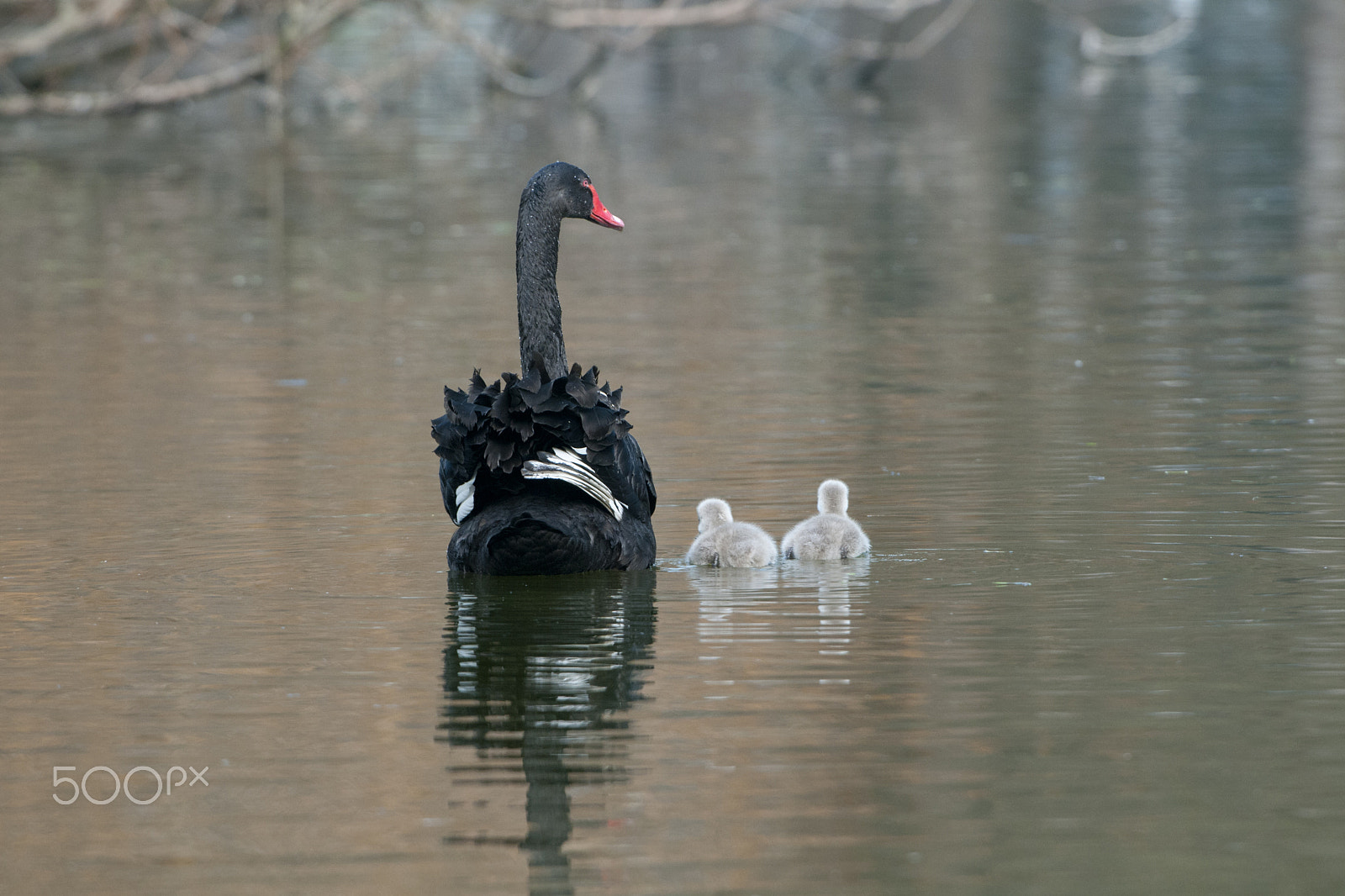 Nikon AF-S Nikkor 200-400mm F4G ED-IF VR sample photo. Cygnus atratus photography