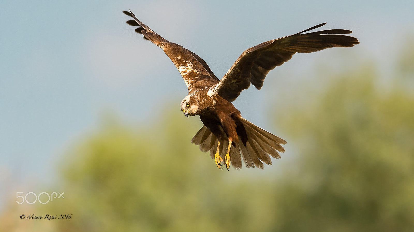 Nikon AF-S Nikkor 300mm F2.8G ED VR II sample photo. Falco di palude - marsh harrier. photography