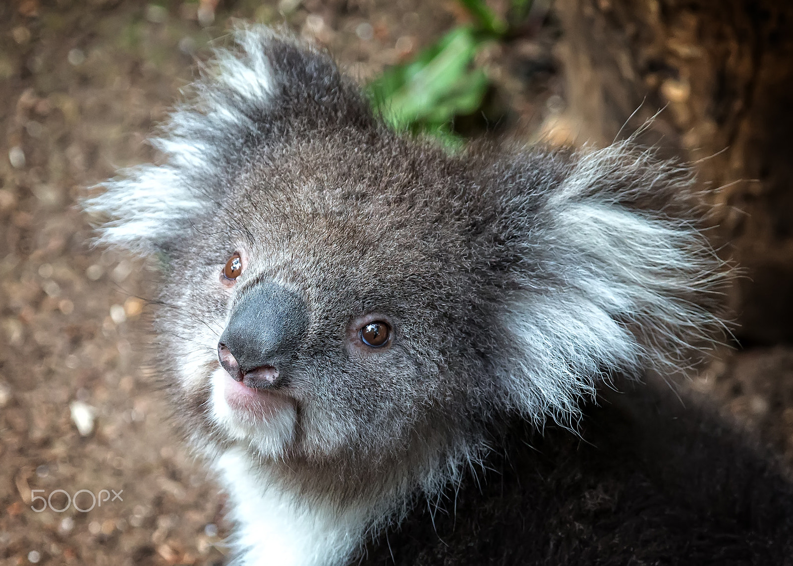 Canon EF 100-400mm F4.5-5.6L IS USM sample photo. Koala 1 photography