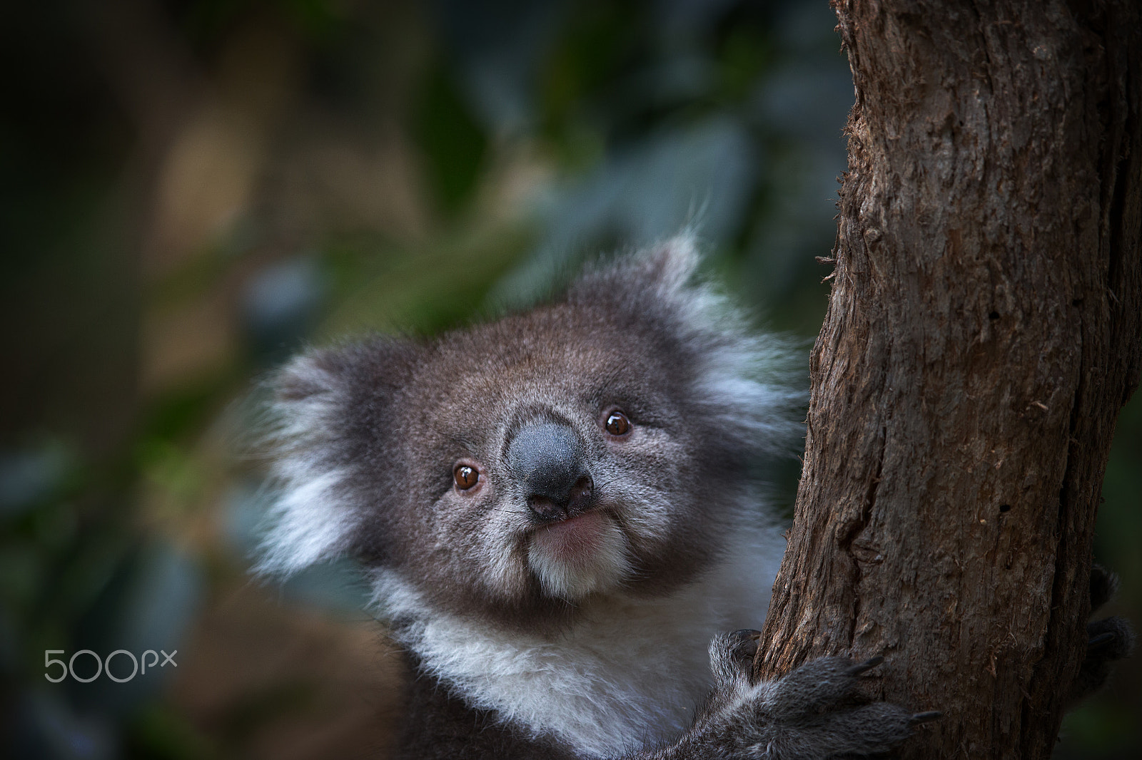 Canon EF 100-400mm F4.5-5.6L IS USM sample photo. Koala 2 photography