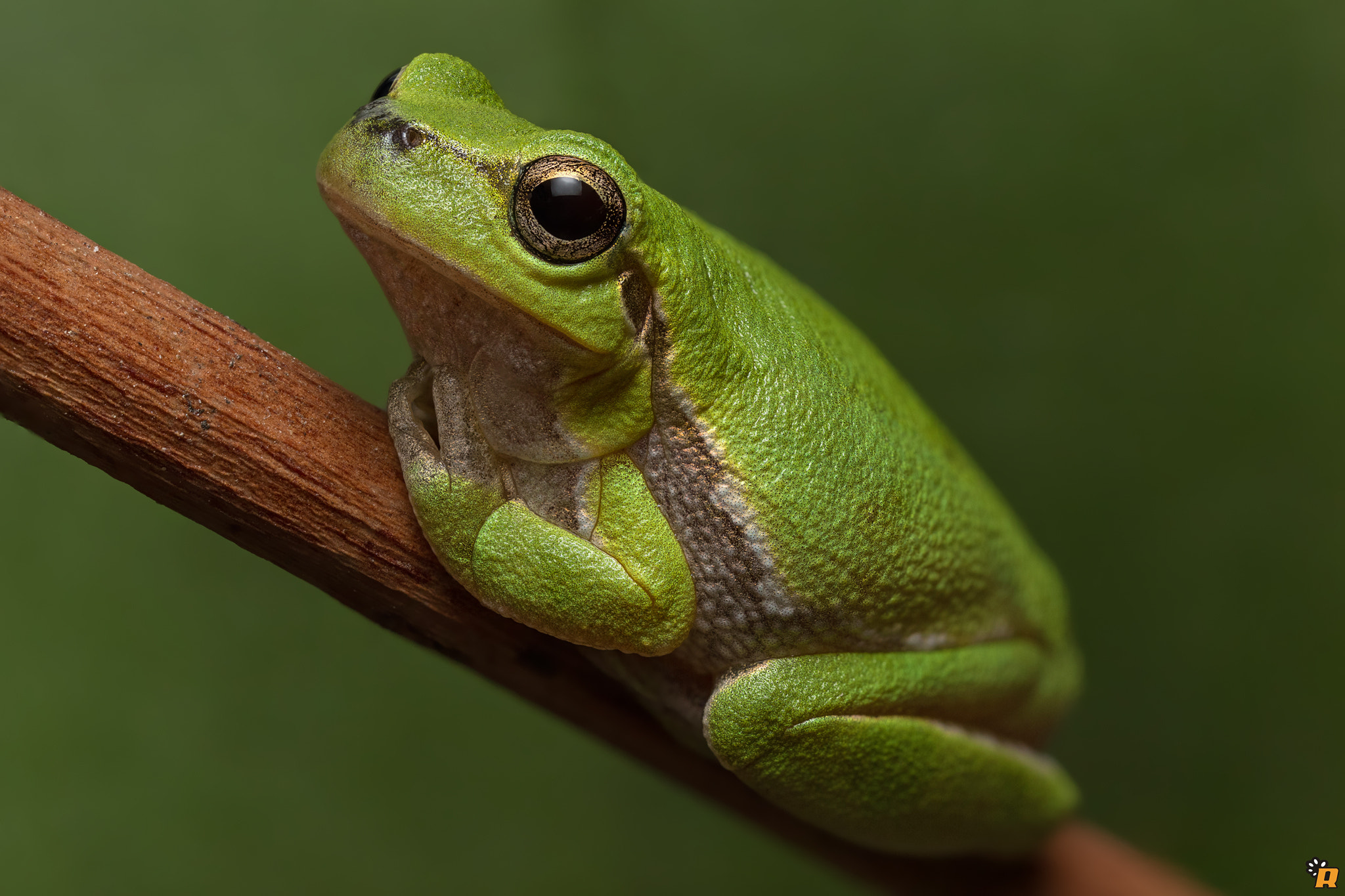 Canon EOS 6D + Canon MP-E 65mm F2.5 1-5x Macro Photo sample photo. Sardinian tree frog photography