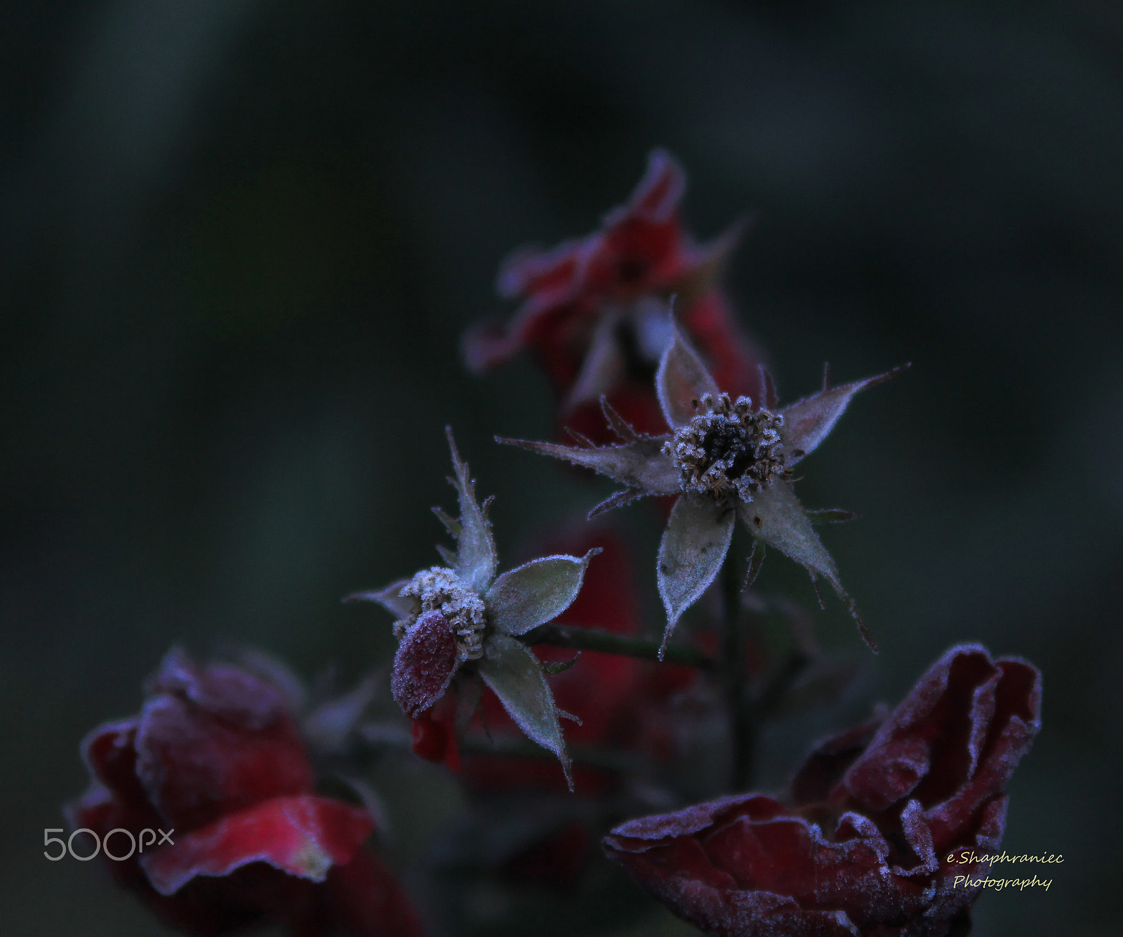 Canon EOS 60D sample photo. Flowers after flowers photography