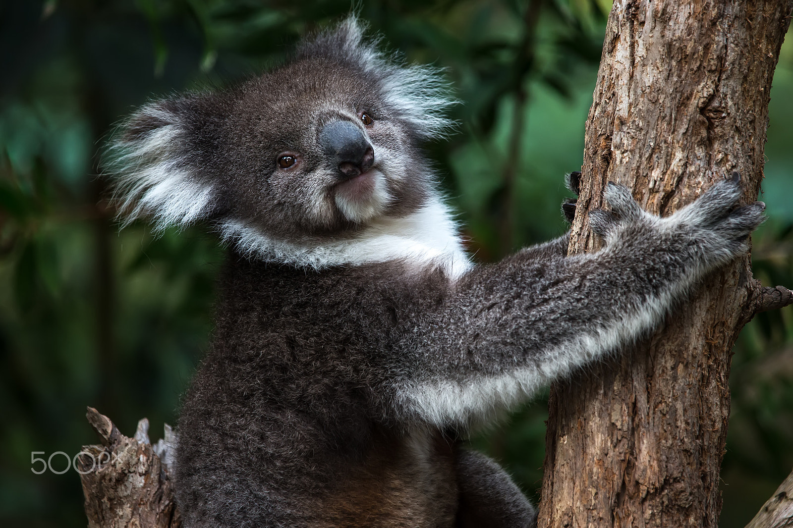 Canon EF 100-400mm F4.5-5.6L IS USM sample photo. Koala 3 photography