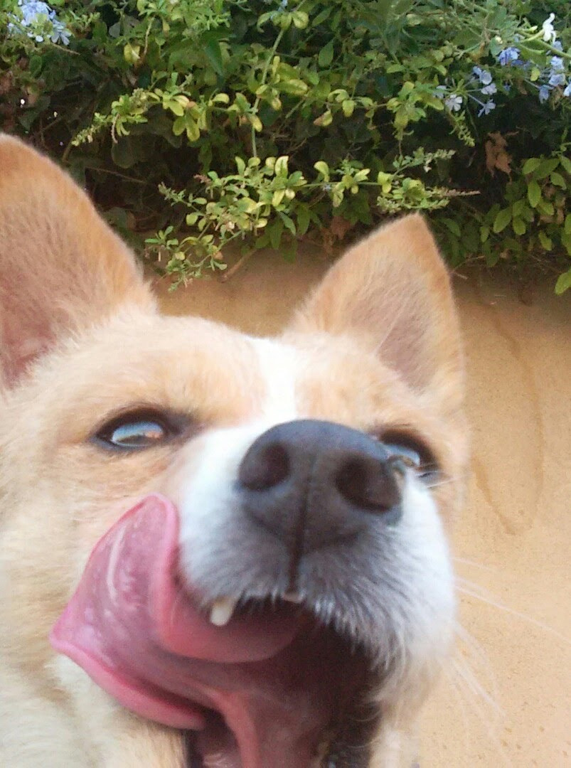 Motorola Moto G with 4G LTE (2nd Gen) sample photo. El perrito yakis photography