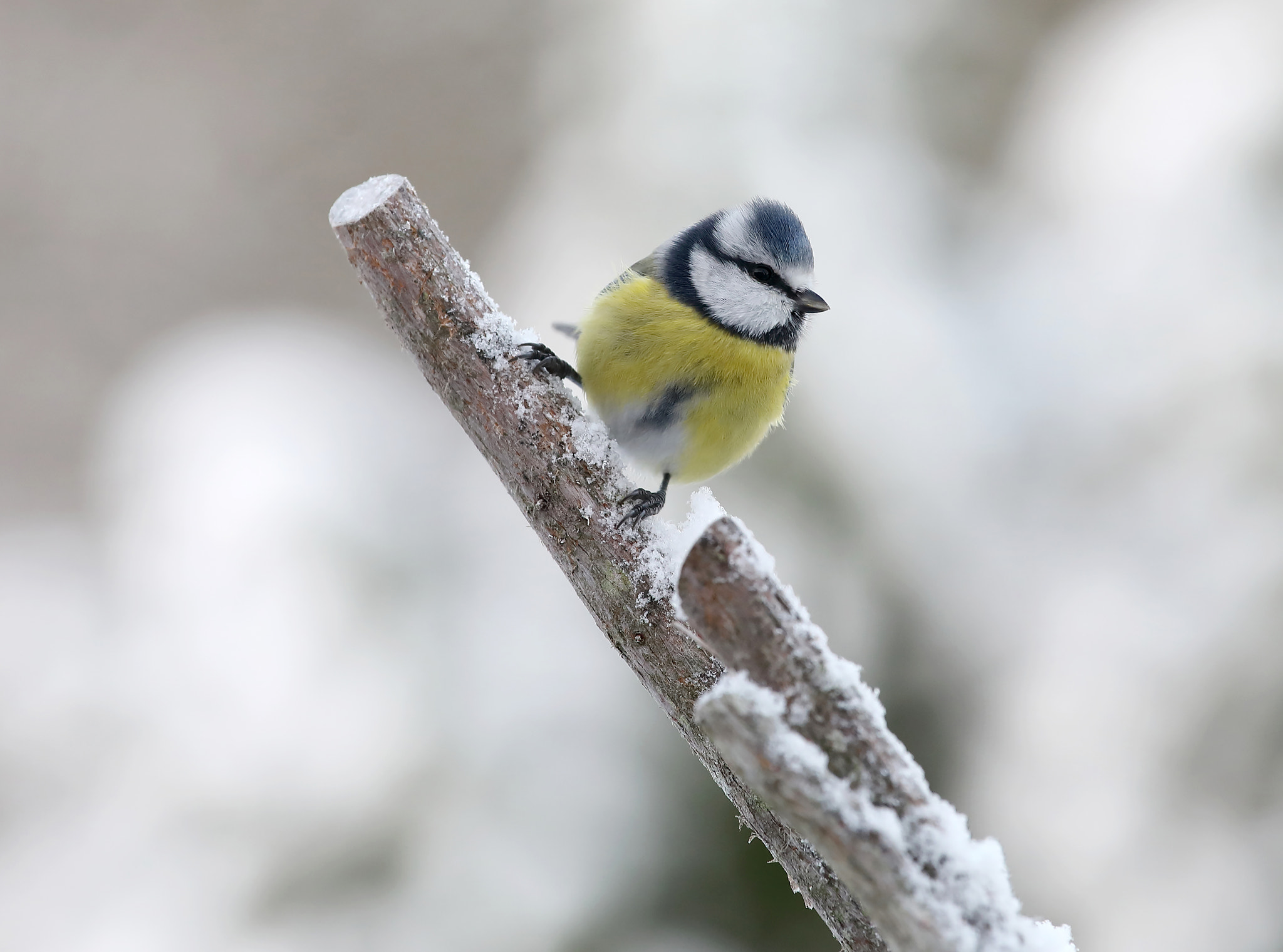 Canon EF 70-200mm F4L IS USM sample photo. Cute blue tit bird sitting on a branch covered with snow photography