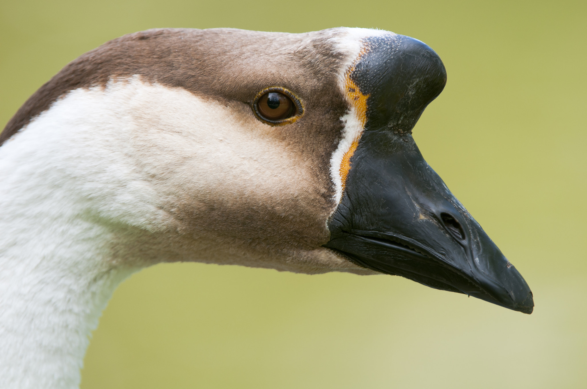 Nikon AF-S Nikkor 200-400mm F4G ED-IF VR sample photo. Anser cygnoides photography