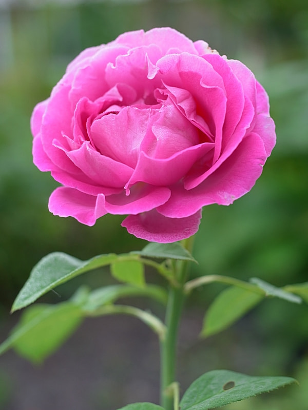 Ricoh GXR A12 sample photo. The  rose photography