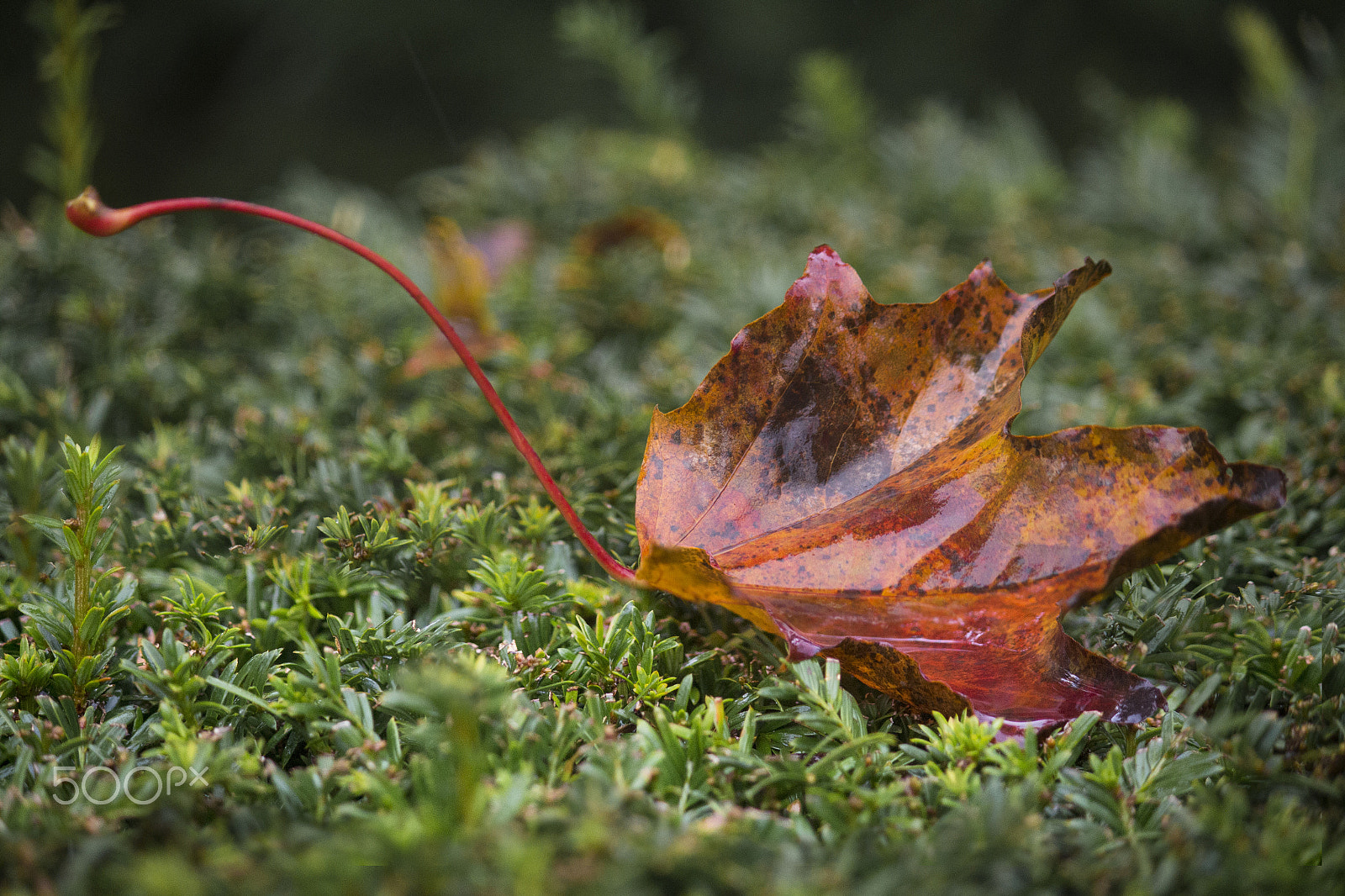 Canon EF-S 55-250mm F4-5.6 IS sample photo. Fallen photography