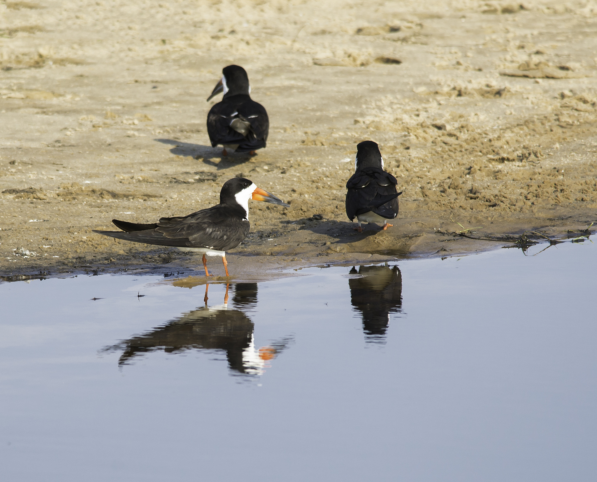 Nikon D600 + Nikon AF-S Nikkor 300mm F4D ED-IF sample photo. Talha mar photography