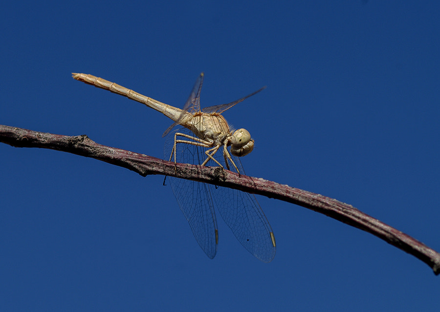 Pentax K20D + smc PENTAX-FA Macro 100mm F2.8 sample photo. Dragonfly photography