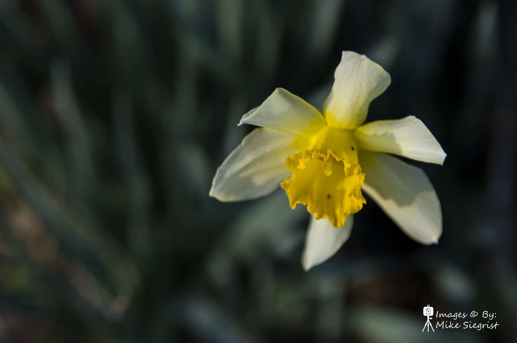 Nikon D3200 sample photo. Kansas flowers photography