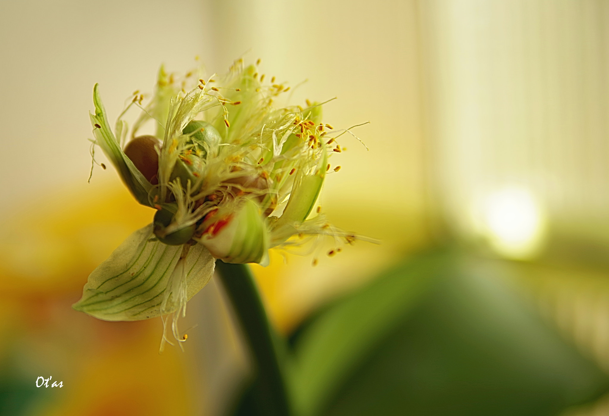 Pentax K-1 sample photo. Flower ii photography