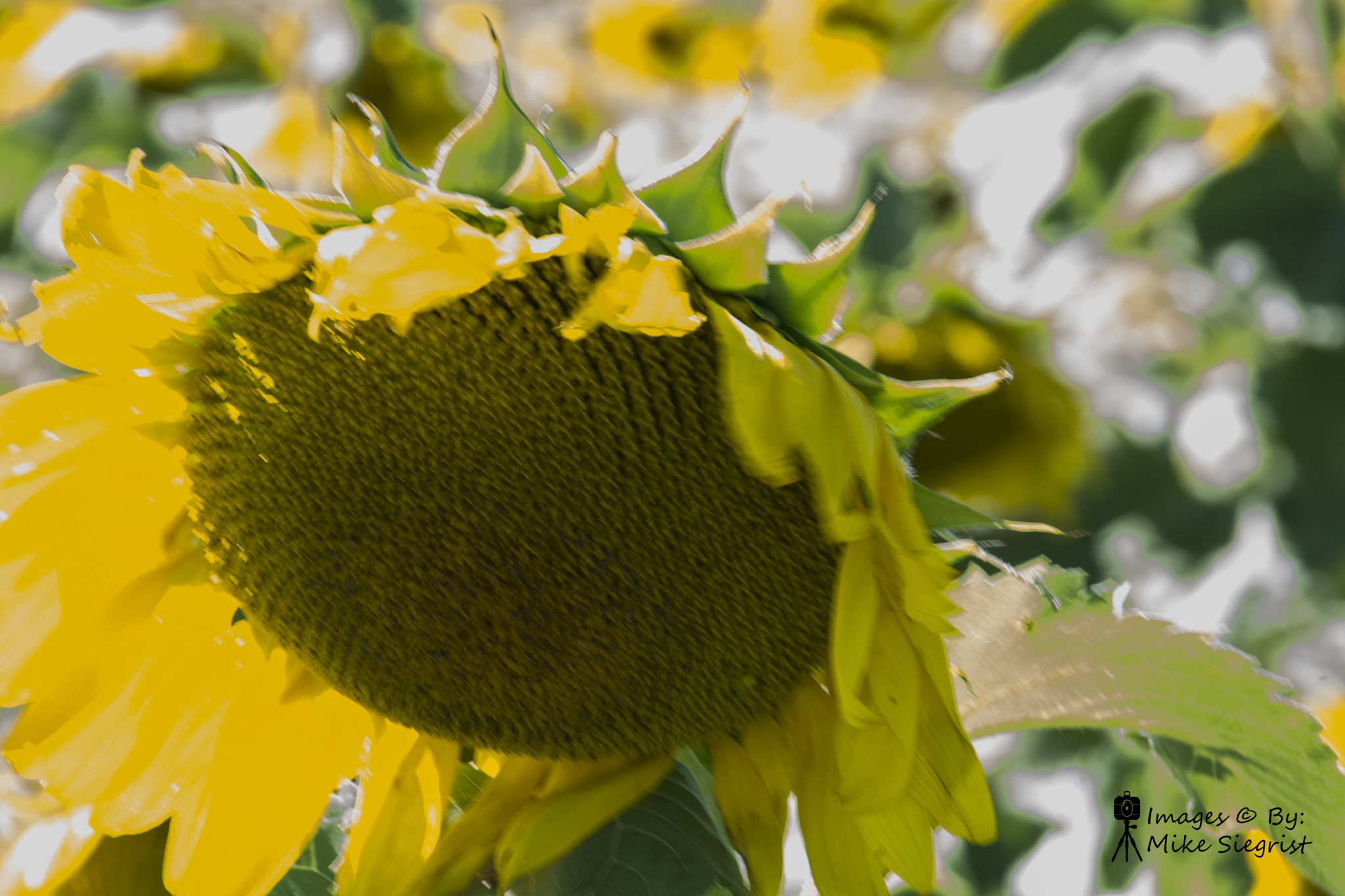 Nikon D7100 sample photo. Kansas sunflowers photography