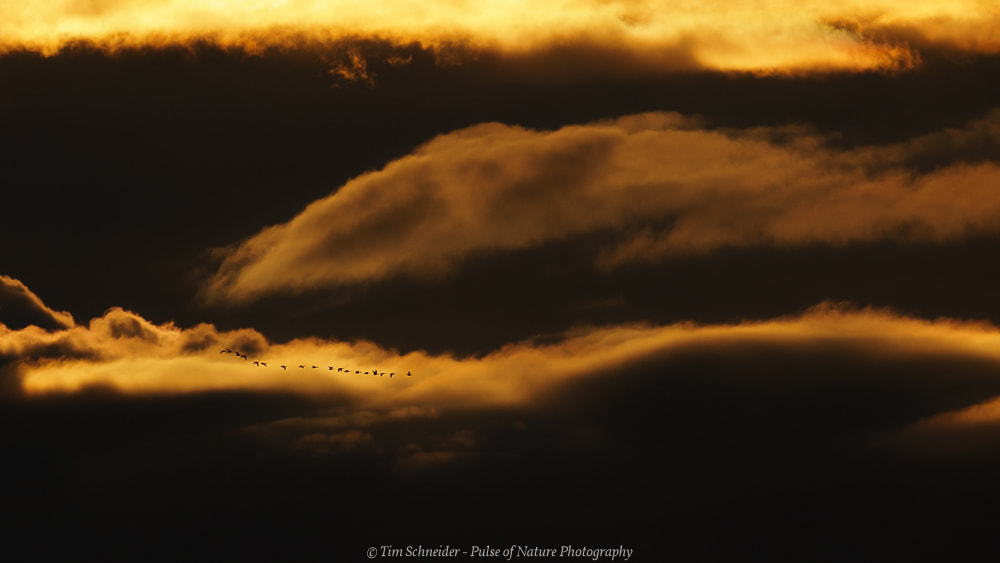 150-600mm F5-6.3 DG OS HSM | Sports 014 sample photo. Riders on the cloud photography