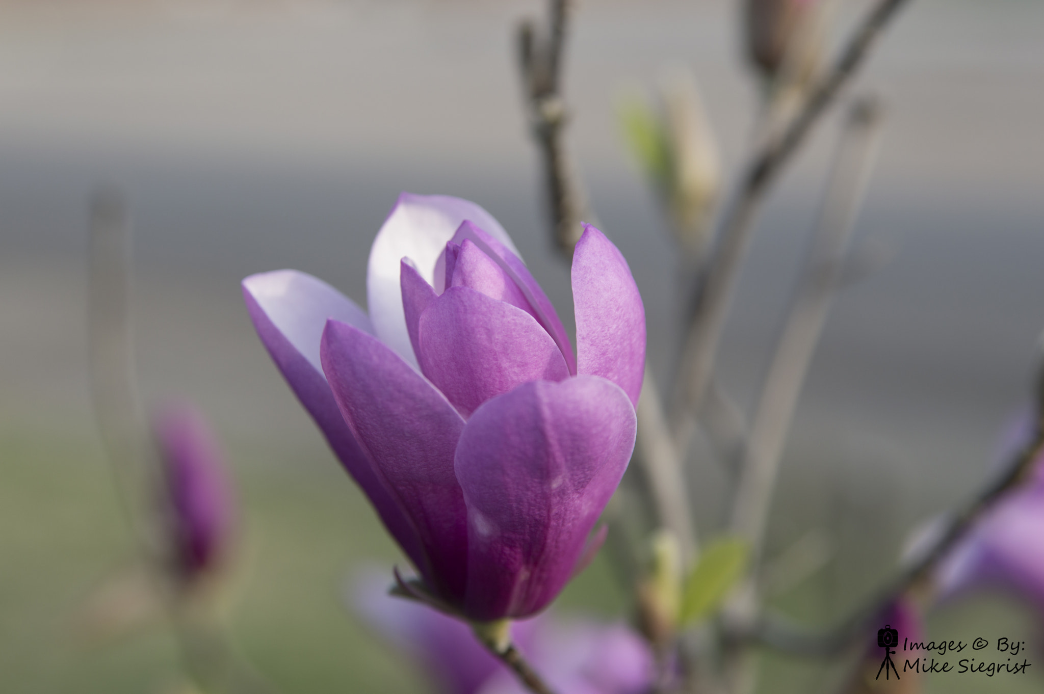 Nikon D3200 sample photo. Pink flower photography