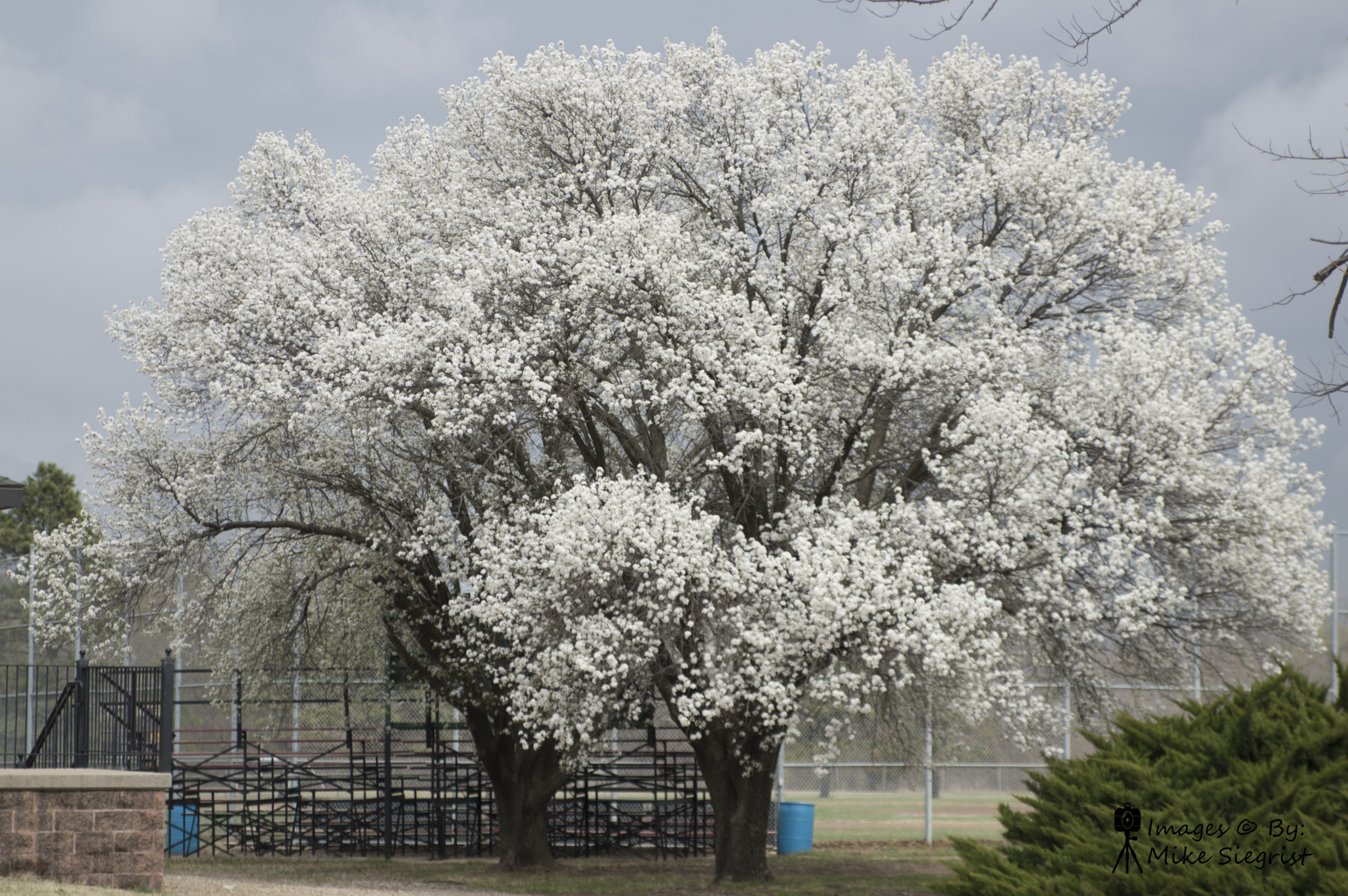 Nikon D3200 sample photo. Emporia kansas tree's photography
