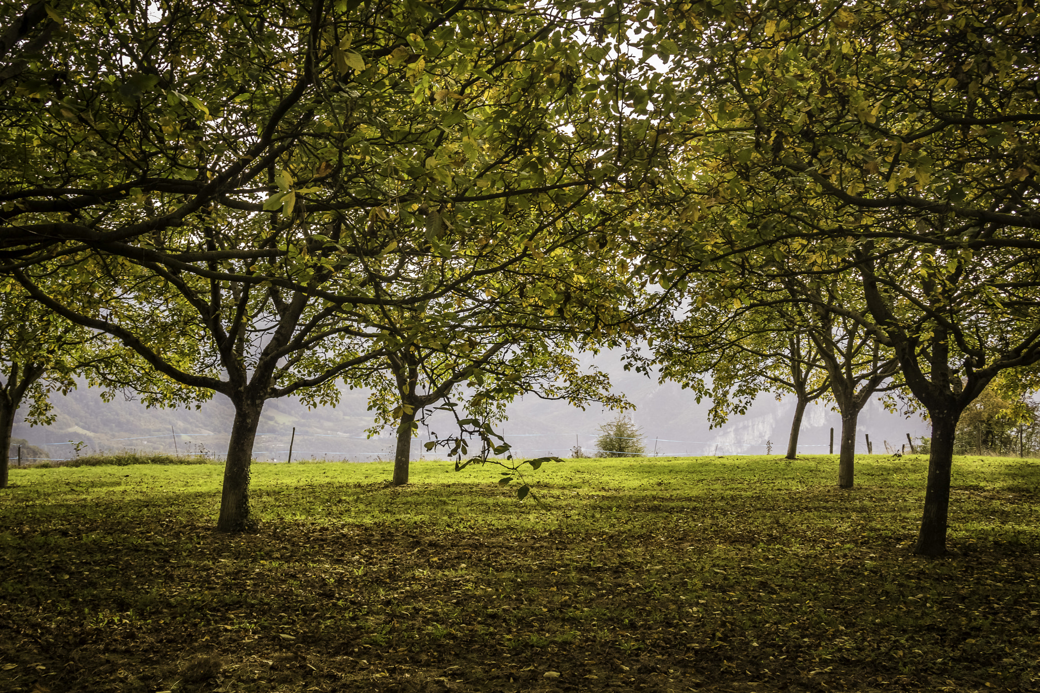 Canon EF 24-85mm F3.5-4.5 USM sample photo. Walnut grove (l'albenc - france) photography