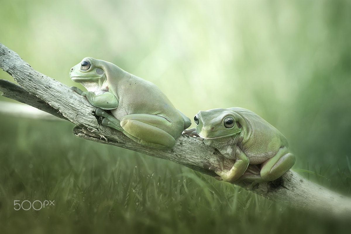 Canon EF 100mm F2.8 Macro USM sample photo. Duo dumpy tree frog photography