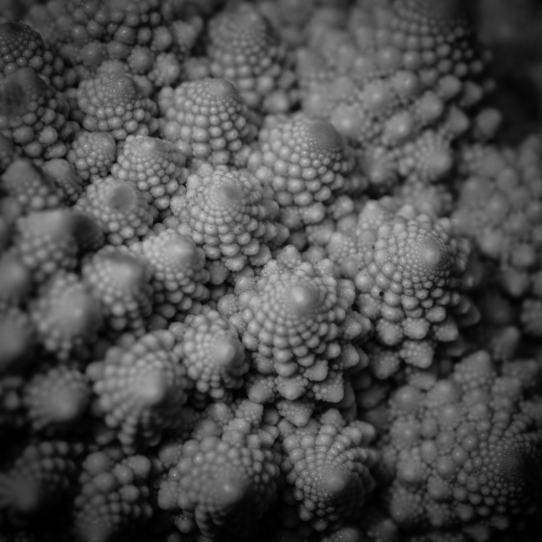 Panasonic Lumix G Macro 30mm F2.8 ASPH Mega OIS sample photo. Chaos theory photography