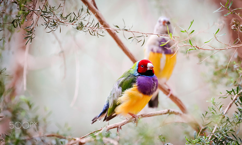 Canon EF 100-400mm F4.5-5.6L IS USM sample photo. Gouldian finch 1 photography