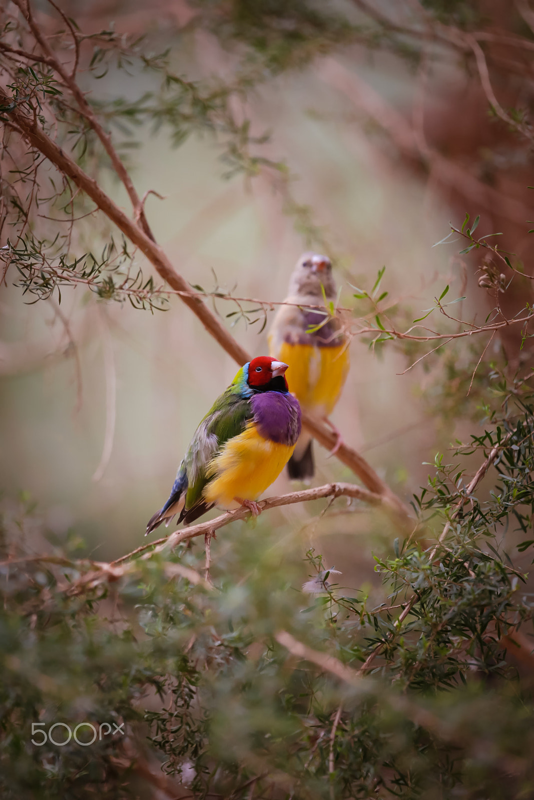 Canon EOS-1D X sample photo. Gouldian finch 2 photography