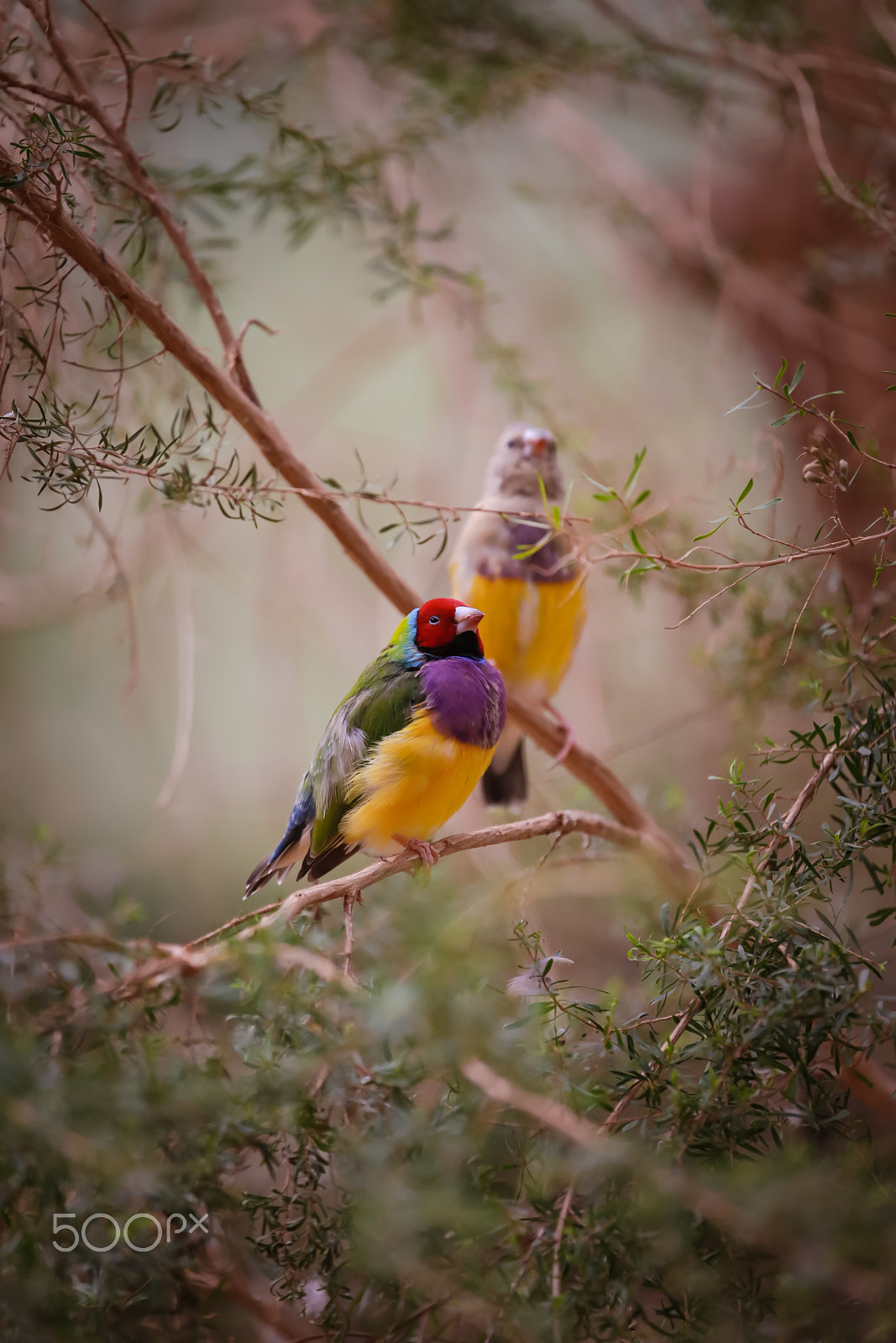 Canon EF 100-400mm F4.5-5.6L IS USM sample photo. Gouldian finch 2 photography