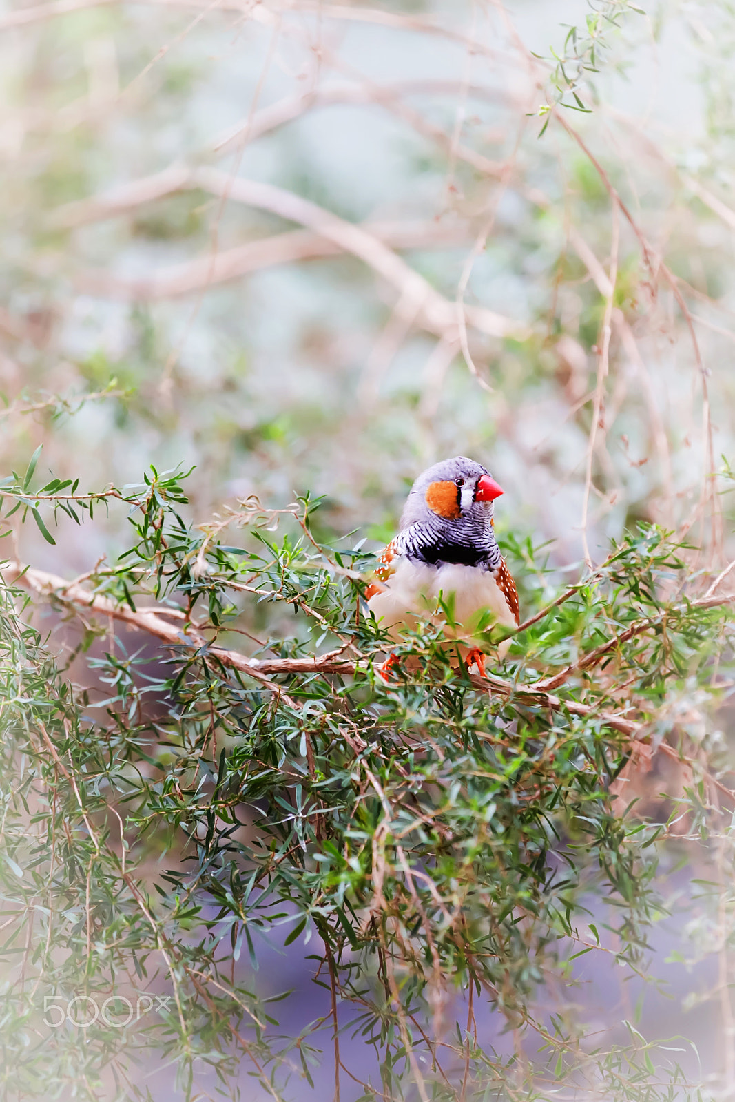 Canon EF 100-400mm F4.5-5.6L IS USM sample photo. Zebra finch 1 photography