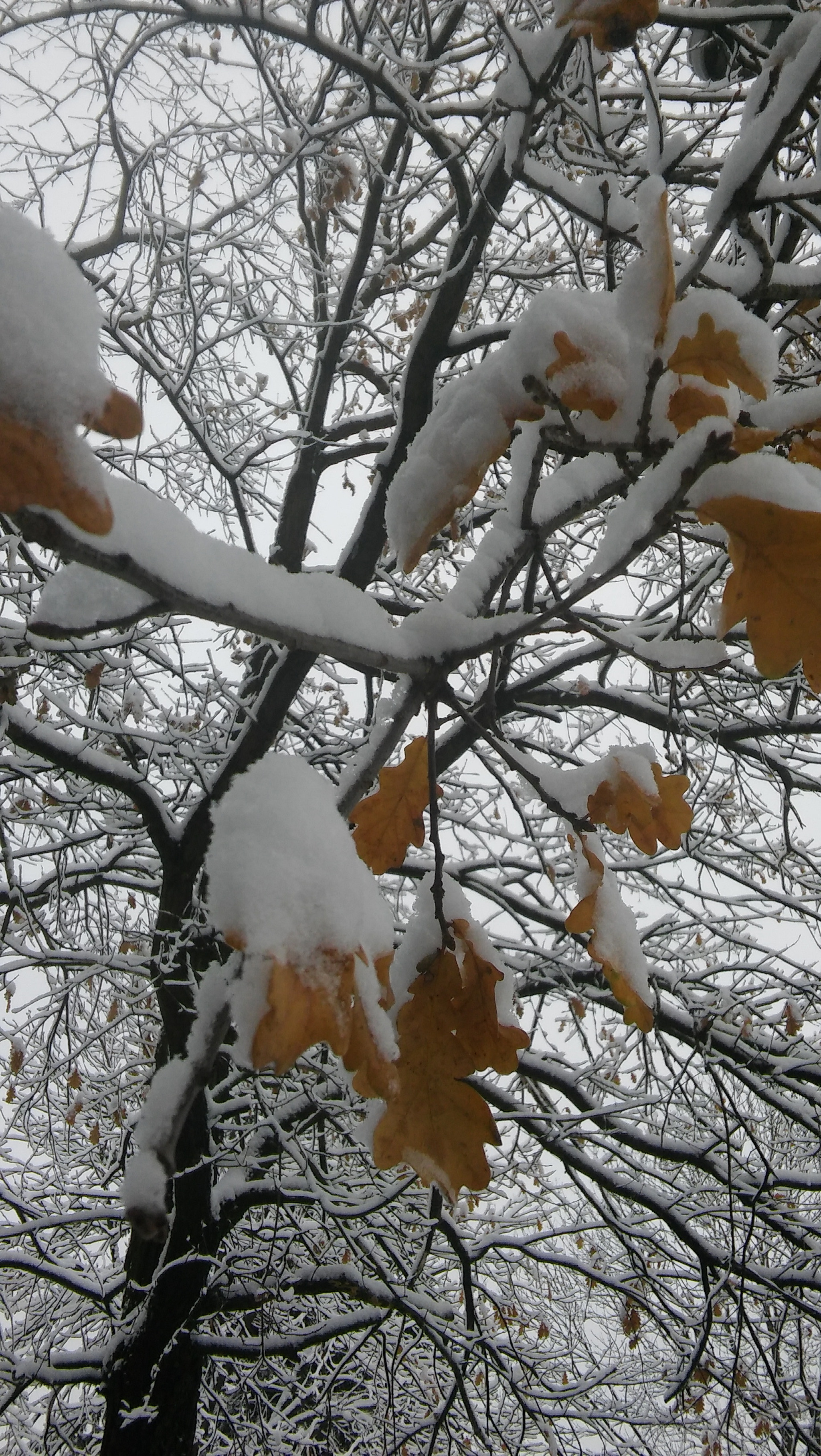 LG SPIRIT 4G LTE sample photo. November photography