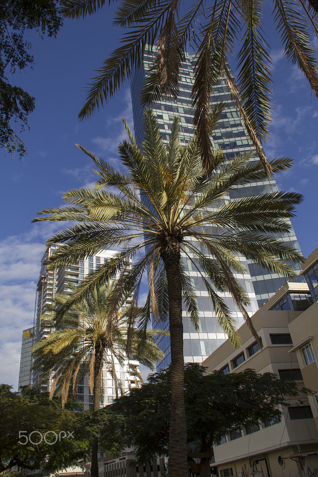 Canon EOS 550D (EOS Rebel T2i / EOS Kiss X4) sample photo. Palms and modern buildings in rotshild boulevard of tel aviv. is photography