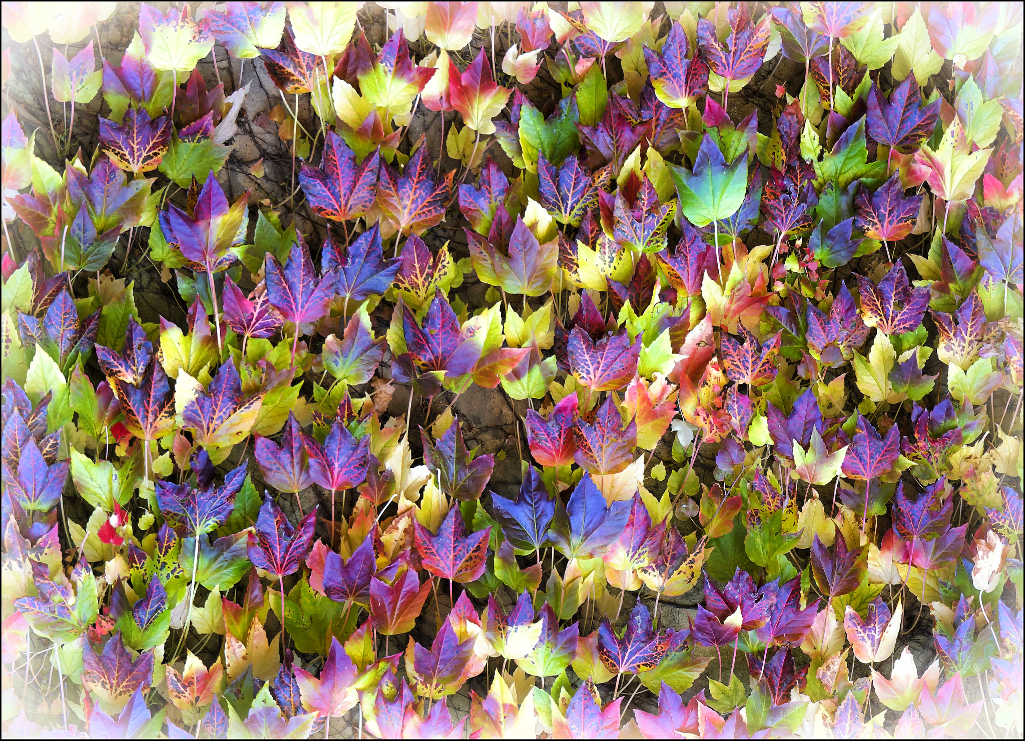Olympus M.Zuiko Digital ED 14-42mm F3.5-5.6 EZ sample photo. November news photography