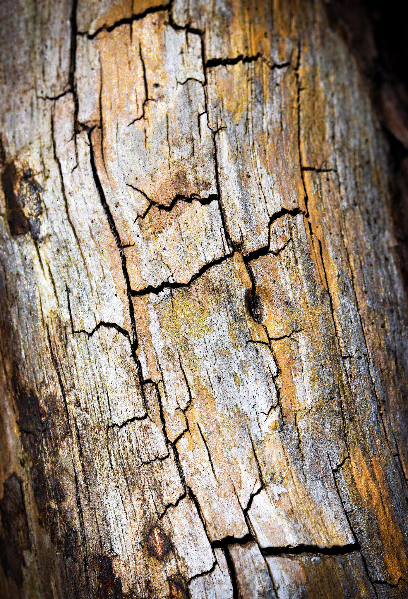 Nikon D5500 + Tamron SP 90mm F2.8 Di VC USD 1:1 Macro (F004) sample photo. With cracks old tree trunk photography
