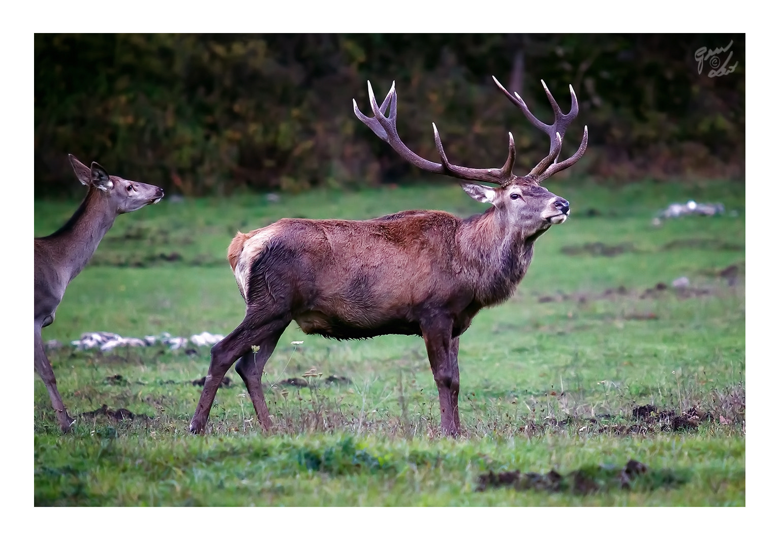 Canon EOS 5D Mark II + Canon EF 70-200mm F2.8L USM sample photo. Male and female deer on the prairie. photography