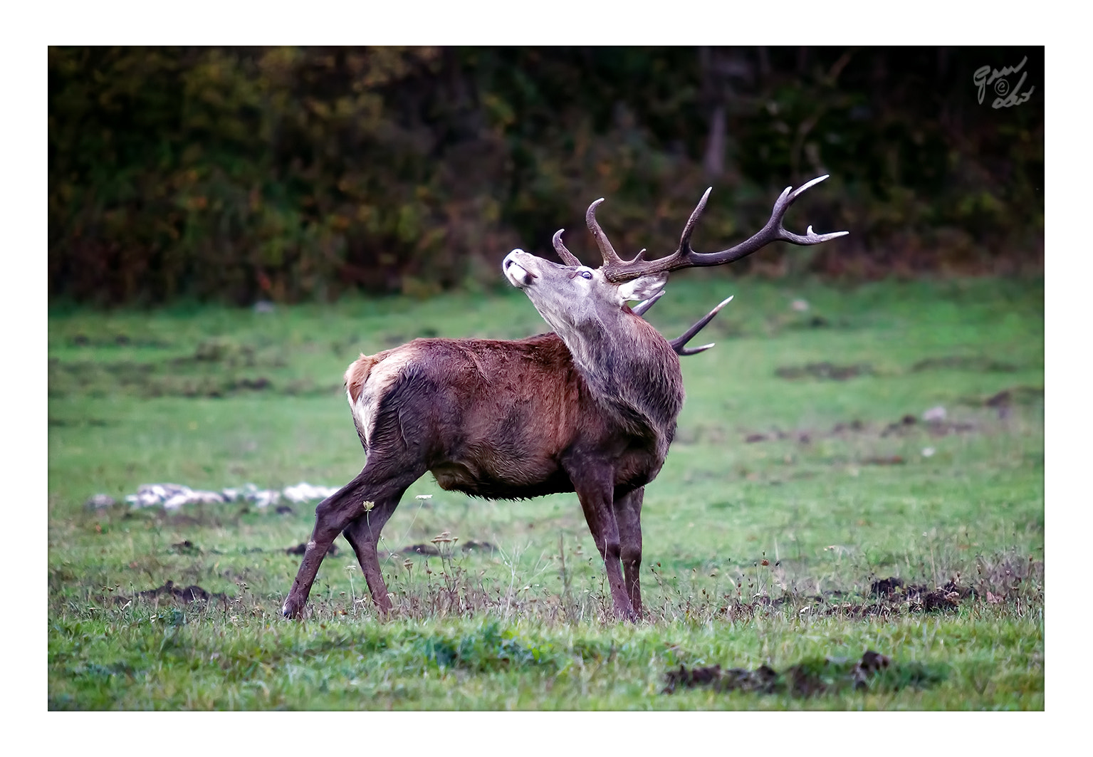 Canon EOS 5D Mark II sample photo. Deer male in love photography