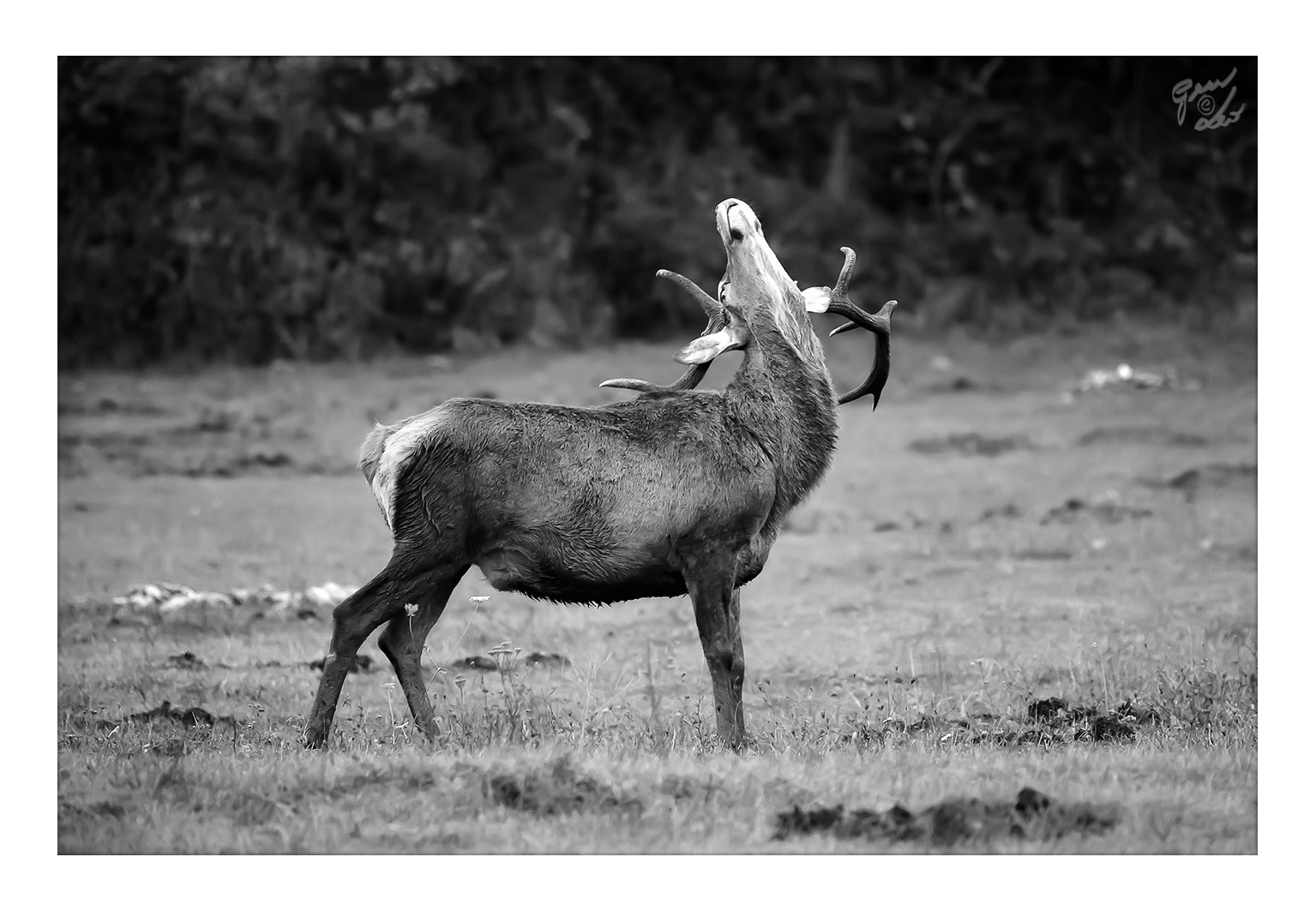 Canon EF 70-200mm F2.8L USM sample photo. Deer male in love photography