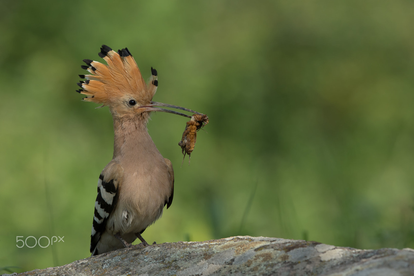 Nikon D7100 + Nikon AF-S Nikkor 500mm F4G ED VR sample photo. So eating is trapped ..... photography