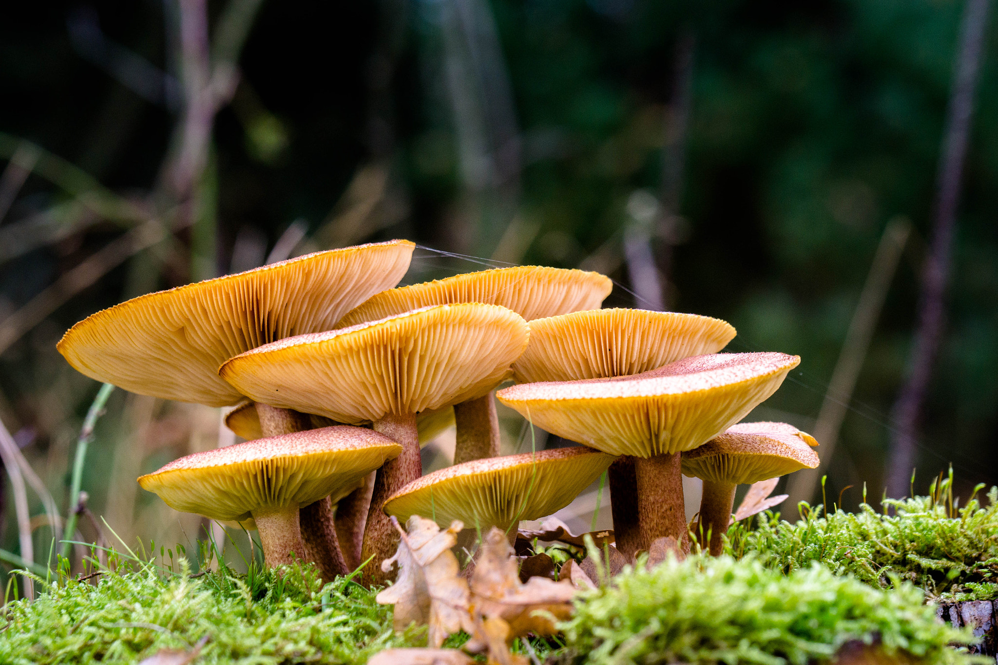 Sony a5100 + Sony Vario-Tessar T* E 16-70mm F4 ZA OSS sample photo. Mushrooms photography